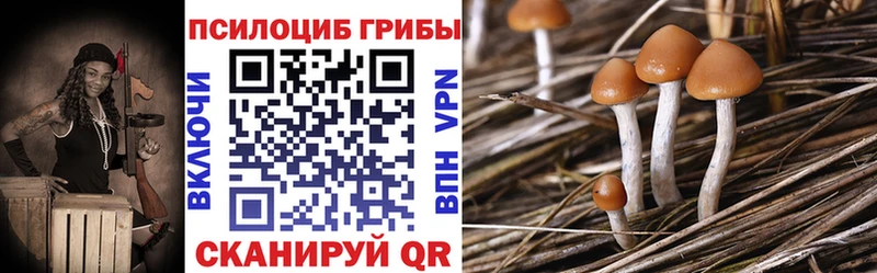 где найти   Верхняя Пышма  Псилоцибиновые грибы Psilocybine cubensis 